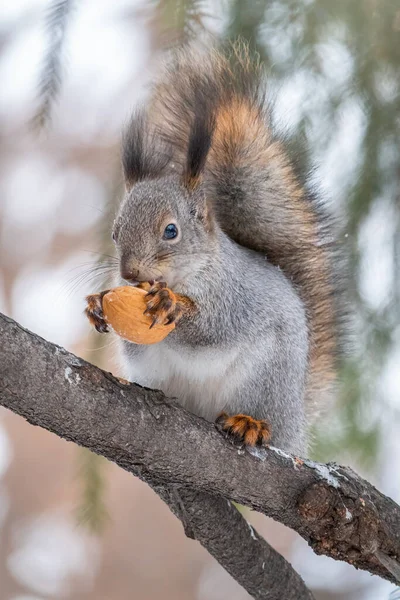 Pähkinäorava Istuu Kuusen Oksilla Talvella Tai Syksyllä Euraasialainen Orava Sciurus — kuvapankkivalokuva