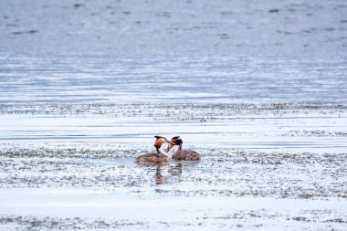 İki su kuşu çiftleşme oyunu Great Crested Grebes. İki su kuşu, Great Crested Grebes gölde yüzer. Büyük ibikli grebe, Podiceps kristali, su kuşları familyasının bir üyesidir.