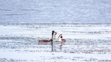 İki su kuşu çiftleşme oyunu Great Crested Grebes. İki su kuşu, Great Crested Grebes gölde yüzer. Büyük ibikli grebe, Podiceps kristali, su kuşları familyasının bir üyesidir.