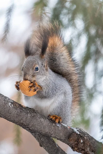Das Eichhörnchen Mit Der Nuss Sitzt Winter Oder Herbst Auf — Stockfoto