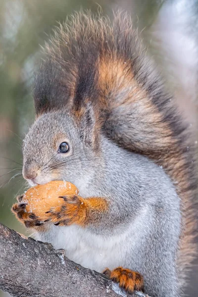 Das Eichhörnchen Mit Der Nuss Sitzt Winter Oder Herbst Auf — Stockfoto