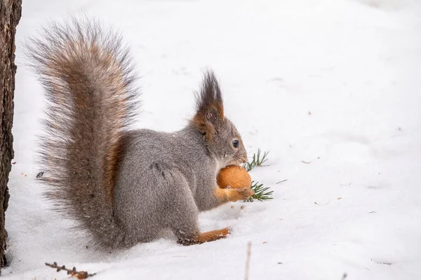 Squirrel Sits White Snow Nut Winter Eurasian Red Squirrel Sciurus — Stock Photo, Image