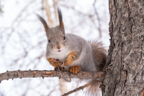 Белка Зимой Осенью Сидит Ветвях Евразийская Красная Белка Sciurus Vulgaris — стоковое фото