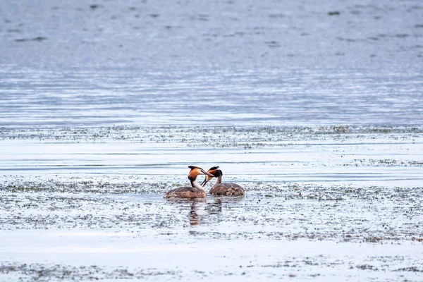 Kuşu Çiftleşme Oyunu Great Crested Grebes Kuşu Great Crested Grebes — Stok fotoğraf