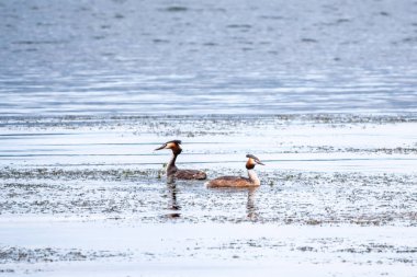 İki su kuşu çiftleşme oyunu Great Crested Grebes. İki su kuşu, Great Crested Grebes gölde yüzer. Büyük ibikli grebe, Podiceps kristali, su kuşları familyasının bir üyesidir.