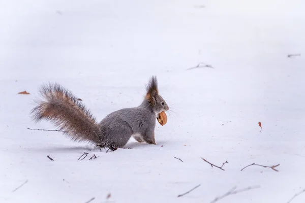 Mókus Fehér Havon Dióval Télen Eurázsiai Vörös Mókus Sciurus Vulgaris — Stock Fotó