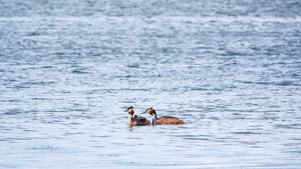 Par Aves Aquáticas Grande Grebe Crista Com Pintos Nadando Lago — Fotografia de Stock