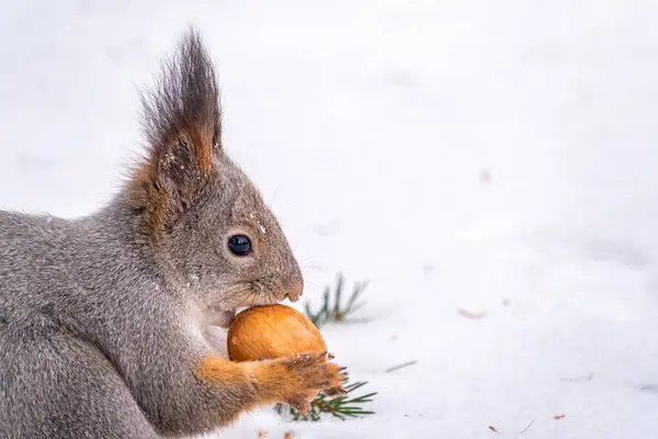 Porträt Eines Eichhörnchens Mit Nuss Winter Oder Herbst Das Eichhörnchen — Stockfoto