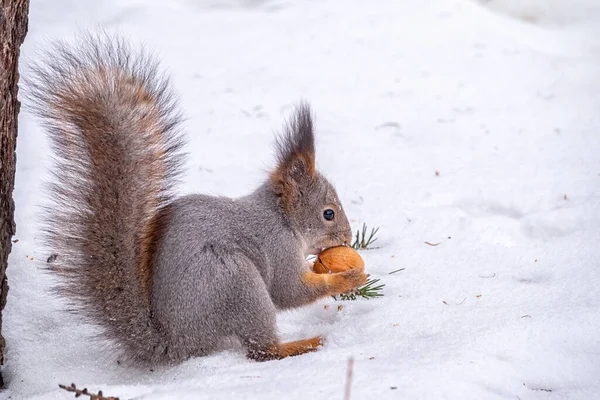 Das Eichhörnchen Sitzt Winter Auf Weißem Schnee Mit Nuss Eurasisches — Stockfoto