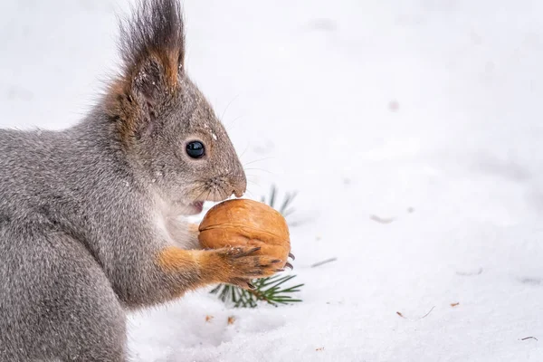 Porträt Eines Eichhörnchens Mit Nuss Winter Oder Herbst Das Eichhörnchen — Stockfoto