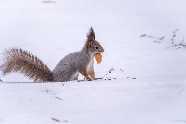 Das Eichhörnchen Sitzt Winter Auf Weißem Schnee Mit Nuss Eurasisches — Stockfoto