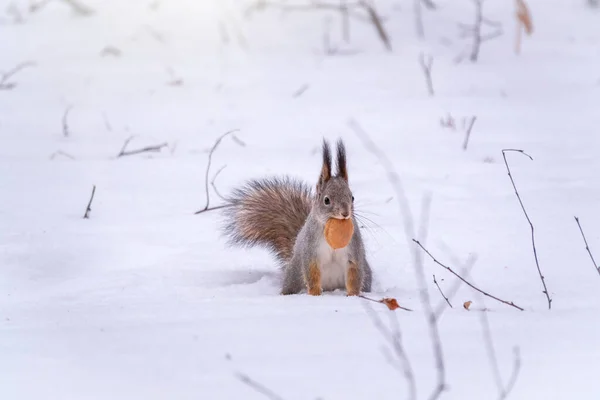 リスは冬にナッツと白い雪の上に座っています ユーラシア レッドリス シウルス バルガリス スペースの背景のコピー — ストック写真