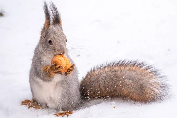 Das Eichhörnchen Sitzt Winter Auf Weißem Schnee Mit Nuss Eurasisches — Stockfoto