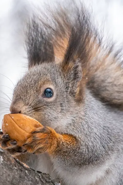 Retrato Esquilo Com Noz Inverno Outono Esquilo Senta Uns Ramos — Fotografia de Stock