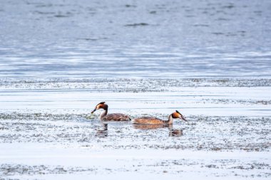 İki su kuşu çiftleşme oyunu Great Crested Grebes. İki su kuşu, Great Crested Grebes gölde yüzer. Büyük ibikli grebe, Podiceps kristali, su kuşları familyasının bir üyesidir.