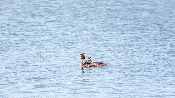 The waterfowl bird Great Crested Grebe swimming in the calm lake. The great crested grebe, Podiceps cristatus, is a member of the grebe family of water birds.