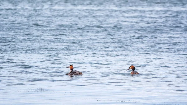 Two waterfowl birds Great Crested Grebes swim in the lake. The great crested grebe, Podiceps cristatus, is a member of the grebe family of water birds.