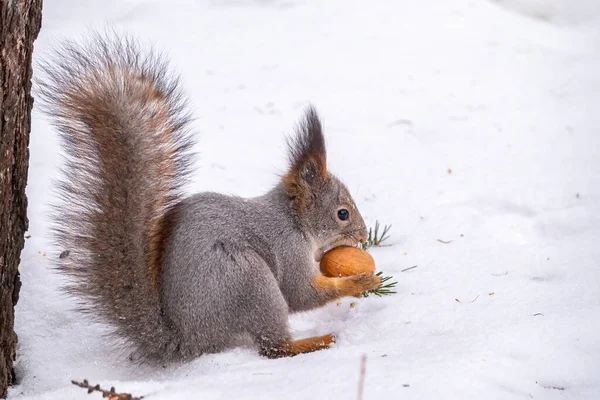 Squirrel Sits White Snow Nut Winter Eurasian Red Squirrel Sciurus — Stock Photo, Image