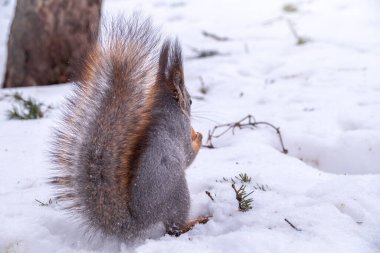 Kar arka planında gri kışlık ceketli bir sincabın dikiz görüntüsü. Bir sincabın muhteşem kuyruğu. Avrasya kızıl sincabı, Sciurus vulgaris
