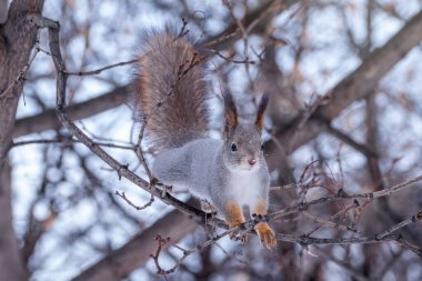 Sincap kışın ya da sonbaharda yapraksız bir dalda oturur. Avrasya kızıl sincabı, Sciurus vulgaris