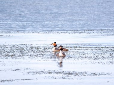İki su kuşu, Great Crested Grebes gölde yüzer. Büyük ibikli grebe, Podiceps kristali, su kuşları familyasının bir üyesidir..