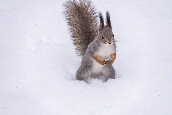 Ardilla Sienta Sobre Nieve Blanca Retrato Una Ardilla Ardilla Roja — Foto de Stock