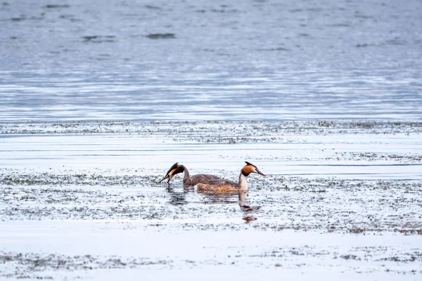 İki su kuşu çiftleşme oyunu Great Crested Grebes. İki su kuşu, Great Crested Grebes gölde yüzer. Büyük ibikli grebe, Podiceps kristali, su kuşları familyasının bir üyesidir.