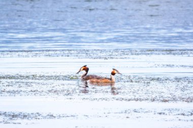 İki su kuşu çiftleşme oyunu Great Crested Grebes. İki su kuşu, Great Crested Grebes gölde yüzer. Büyük ibikli grebe, Podiceps kristali, su kuşları familyasının bir üyesidir.