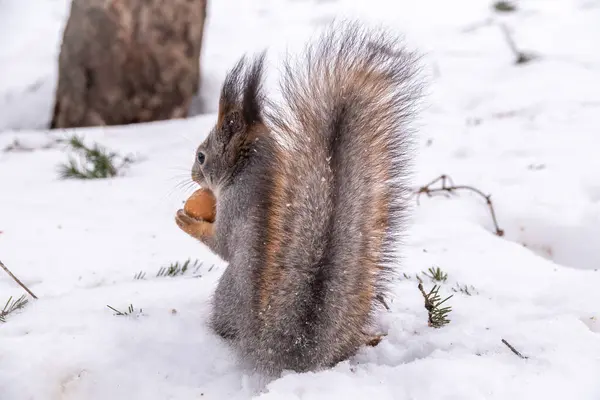 Rear View Squirrel Grey Winter Coat Snow Background Magnificent Tail — Stock Photo, Image