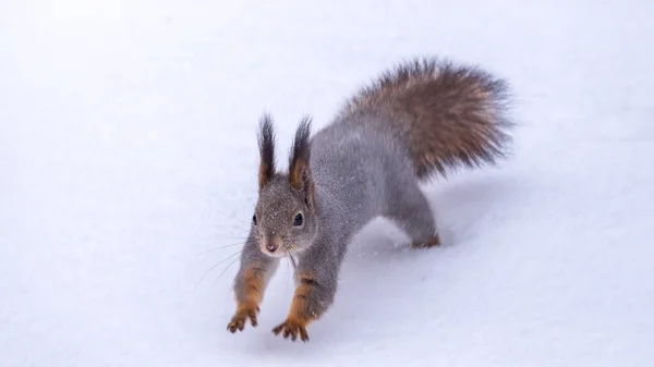 Ardilla Corre Rápidamente Través Nieve Blanca Bosque Invierno Ardilla Roja — Foto de Stock