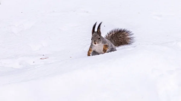 Squirrel Quickly Runs White Snow Winter Forest Eurasian Red Squirrel — Stock Photo, Image