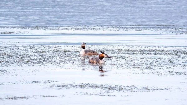 Dos Aves Acuáticas Great Crested Grebes Nadan Lago Gran Grebe — Foto de Stock