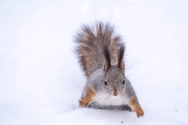 Das Eichhörnchen Sitzt Auf Weißem Schnee Porträt Eines Eichhörnchens Rotes — Stockfoto