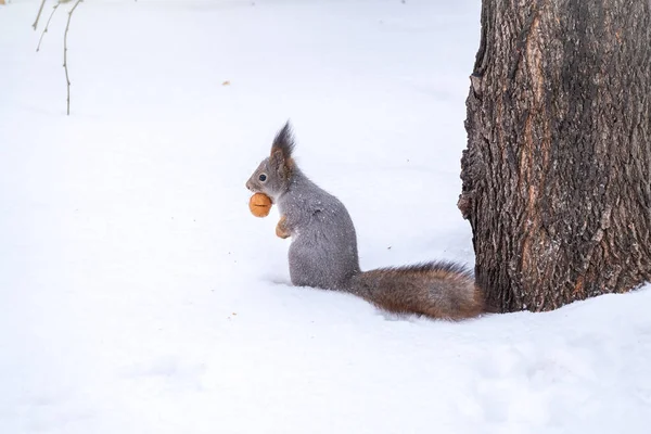 Das Eichhörnchen Sitzt Winter Auf Weißem Schnee Mit Nuss Eurasisches — Stockfoto