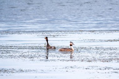 İki su kuşu çiftleşme oyunu Great Crested Grebes. İki su kuşu, Great Crested Grebes gölde yüzer. Büyük ibikli grebe, Podiceps kristali, su kuşları familyasının bir üyesidir.