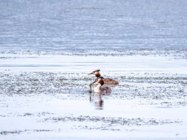 İki su kuşu çiftleşme oyunu Great Crested Grebes. İki su kuşu, Great Crested Grebes gölde yüzer. Büyük ibikli grebe, Podiceps kristali, su kuşları familyasının bir üyesidir.