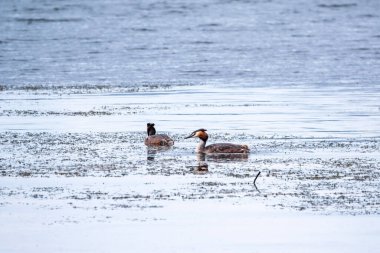 İki su kuşu, Great Crested Grebes gölde yüzer. Büyük ibikli grebe, Podiceps kristali, su kuşları familyasının bir üyesidir..
