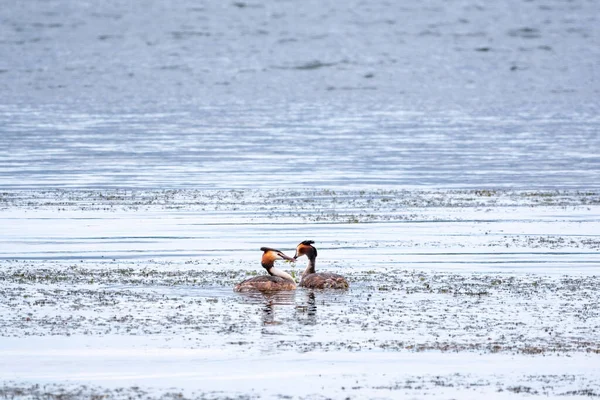 Paarungsspiele Zweier Wasservögel Haubentaucher Zwei Wasservögel Haubentaucher Schwimmen See Mit — Stockfoto