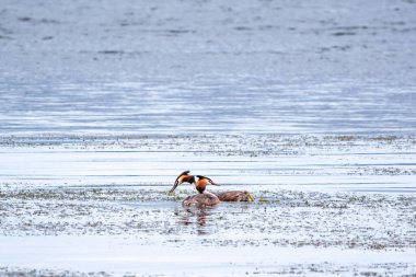 İki su kuşu çiftleşme oyunu Great Crested Grebes. İki su kuşu, Great Crested Grebes gölde yüzer. Büyük ibikli grebe, Podiceps kristali, su kuşları familyasının bir üyesidir.