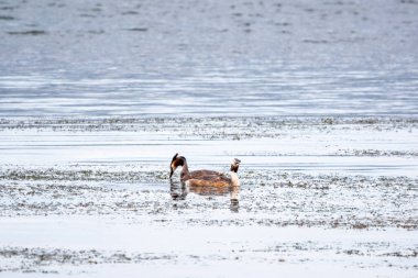 İki su kuşu çiftleşme oyunu Great Crested Grebes. İki su kuşu, Great Crested Grebes gölde yüzer. Büyük ibikli grebe, Podiceps kristali, su kuşları familyasının bir üyesidir.