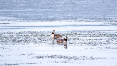 İki su kuşu, Great Crested Grebes gölde yüzer. Büyük ibikli grebe, Podiceps kristali, su kuşları familyasının bir üyesidir..