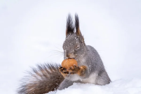 Das Eichhörnchen Sitzt Winter Auf Weißem Schnee Mit Nuss Eurasisches — Stockfoto