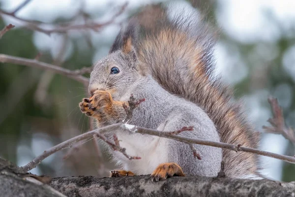 Das Eichhörnchen Sitzt Winter Oder Herbst Auf Einem Zweig Ohne — Stockfoto