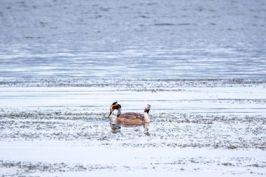 İki su kuşu çiftleşme oyunu Great Crested Grebes. İki su kuşu, Great Crested Grebes gölde yüzer. Büyük ibikli grebe, Podiceps kristali, su kuşları familyasının bir üyesidir.