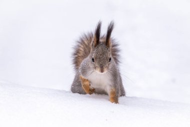 Sincap şakası saf beyaz karın üzerinde oturur. Bir sincap portresi. Avrasya kızıl sincabı, Sciurus vulgaris