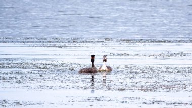 İki su kuşu çiftleşme oyunu Great Crested Grebes. İki su kuşu, Great Crested Grebes gölde yüzer. Büyük ibikli grebe, Podiceps kristali, su kuşları familyasının bir üyesidir.