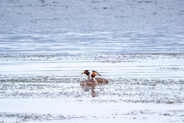 İki su kuşu çiftleşme oyunu Great Crested Grebes. İki su kuşu, Great Crested Grebes gölde yüzer. Büyük ibikli grebe, Podiceps kristali, su kuşları familyasının bir üyesidir.