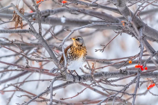 Fieldfare Lat Turdus Pilaris Zit Tak Winter Herfst Wazig Achtergrond — Stockfoto