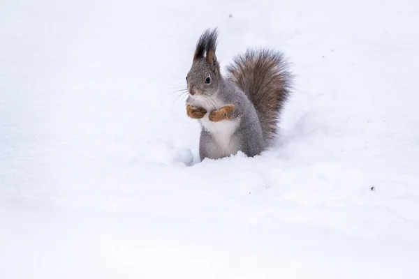 Ardilla Divertida Sienta Sobre Nieve Blanca Pura Retrato Una Ardilla — Foto de Stock