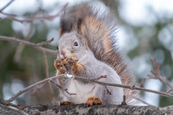 Das Eichhörnchen Sitzt Winter Oder Herbst Auf Einem Zweig Ohne — Stockfoto